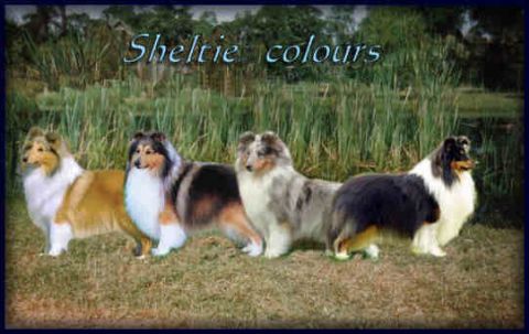 standard shetland sheepdog